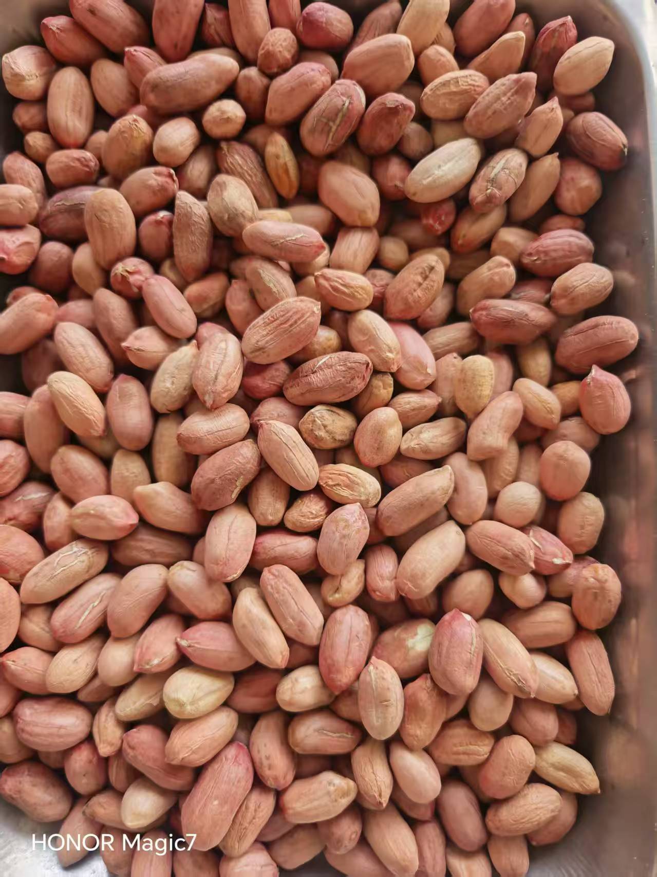 长期出售开封大杂米,8 个筛上,7-8 规格米 无杂质,无内霉